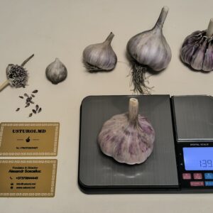 Красный Император Тибета (Азия) — головка