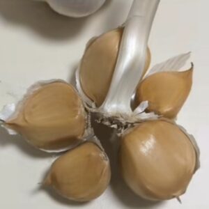 Aglio Gigante Siciliano "Cuore di Lione" - головка